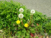 DSC_2010.JPG