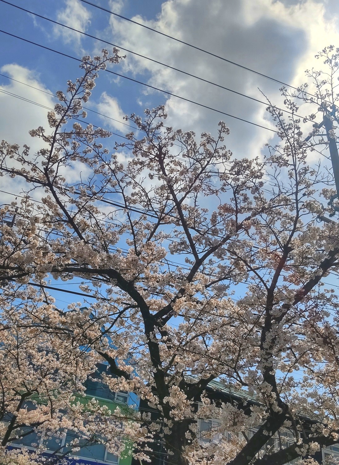 https://meirin-zemi.jp/classroom/gokiso_k/DSC_0577.JPG